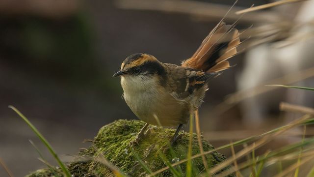 Rayadito subantártico en la isla Gonzalo, en el archipiélago Diego Ramírez (Fotografía de Omar Barroso) Rayadito subantártico en la isla Gonzalo, en el archipiélago Diego Ramírez (Fotografía de Omar Barroso)