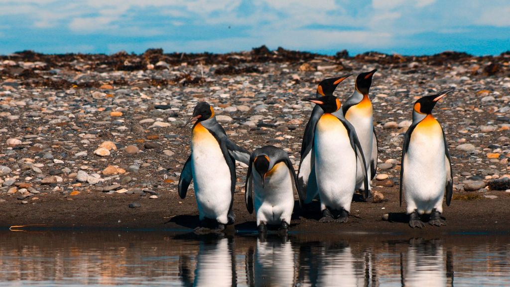reserva natural pingüino rey reserva natural pingüino rey