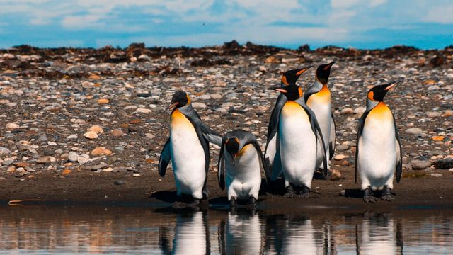 reserva natural pingüino rey