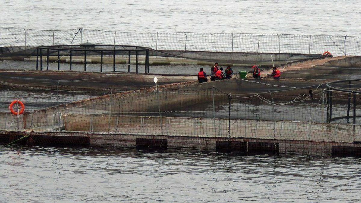 LAS CIFRAS QUE MUESTRAN CÓMO EVOLUCIONA EL USO DE ANTIMICROBIANOS EN EL SALMÓN CHILENO