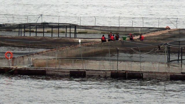 salmonchileno salmonchileno