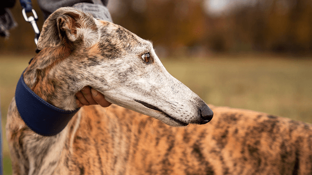 colmevetgalgos