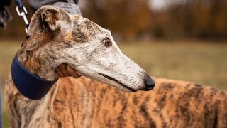 colmevetgalgos colmevetgalgos