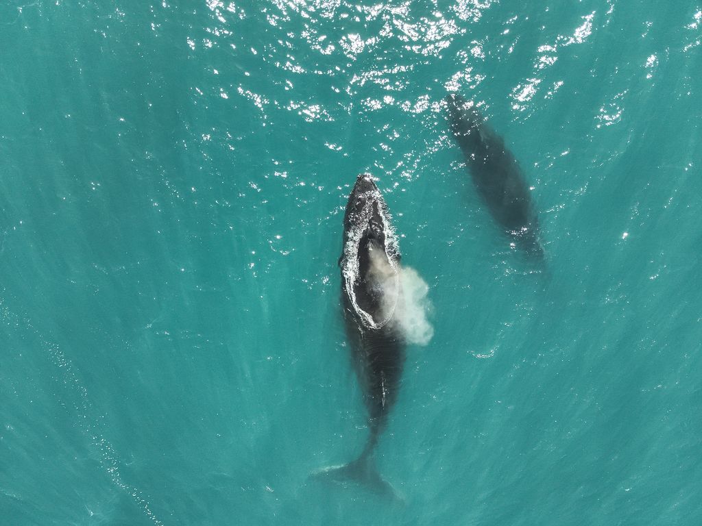 Imagen dron ballenas Gustavo Chiang Imagen dron ballenas Gustavo Chiang
