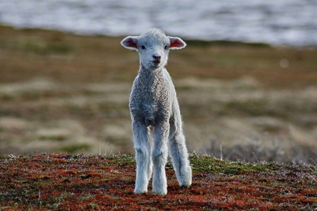 Parasito 4 Parasito 4