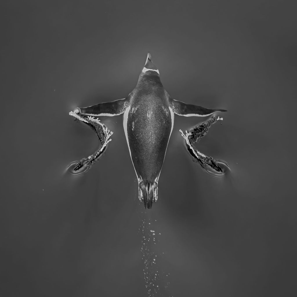 meterologochilenoantartica