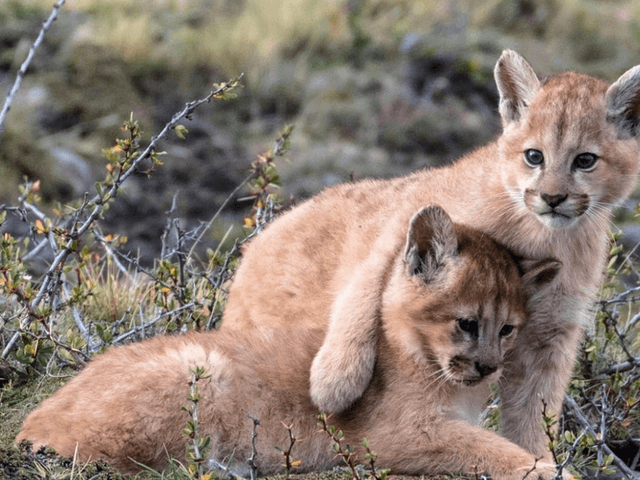 20251225-chiles-puma-boom-when-patagonias-ghost-cat-finally-shows-itself-6-1