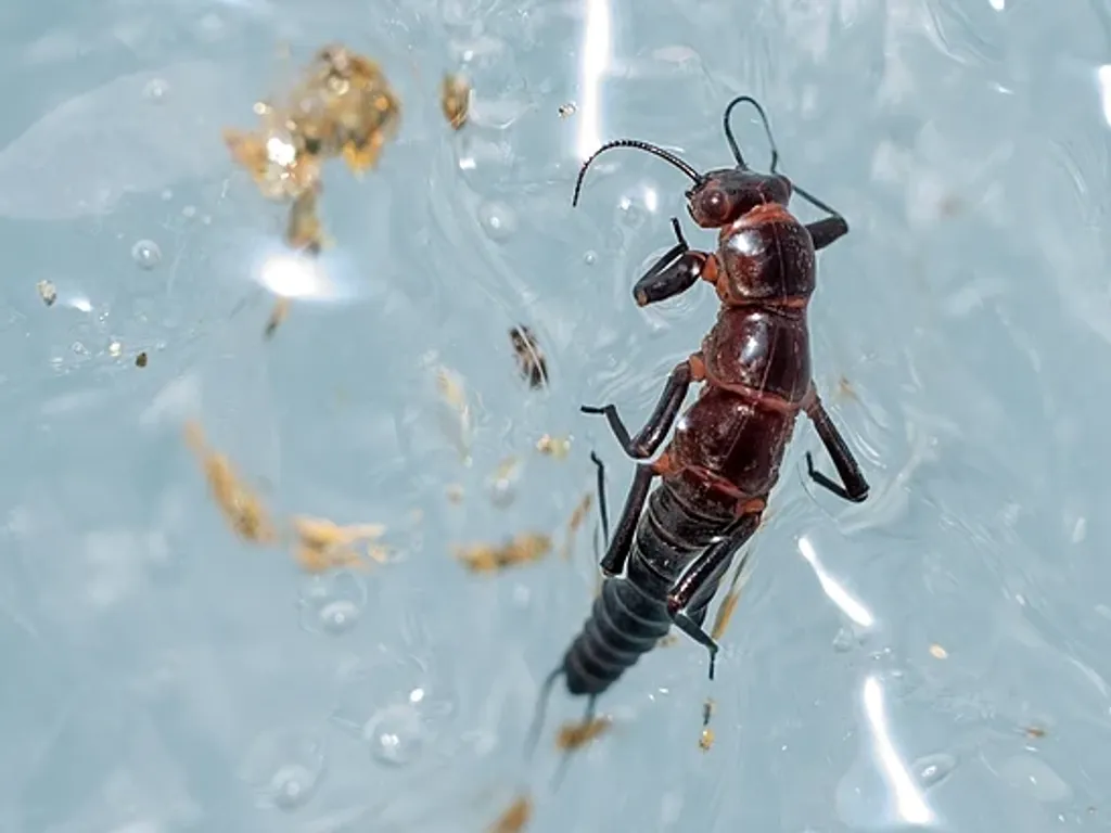 Andiperla_willinki;_Dragón_de_la_Patagonia_foto_3 Andiperla_willinki;_Dragón_de_la_Patagonia_foto_3