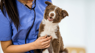 veterinaria veterinaria