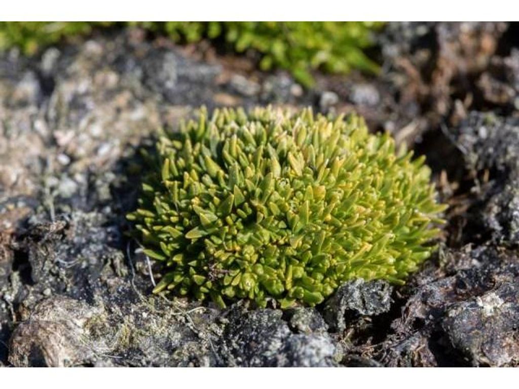 REVELAN QUE EL CLAVELITO ANTÁRTICO LLEGÓ AL CONTINENTE BLANCO POSTERIOR A LA ÚLTIMA GLACIACIÓN REVELAN QUE EL CLAVELITO ANTÁRTICO LLEGÓ AL CONTINENTE BLANCO POSTERIOR A LA ÚLTIMA GLACIACIÓN