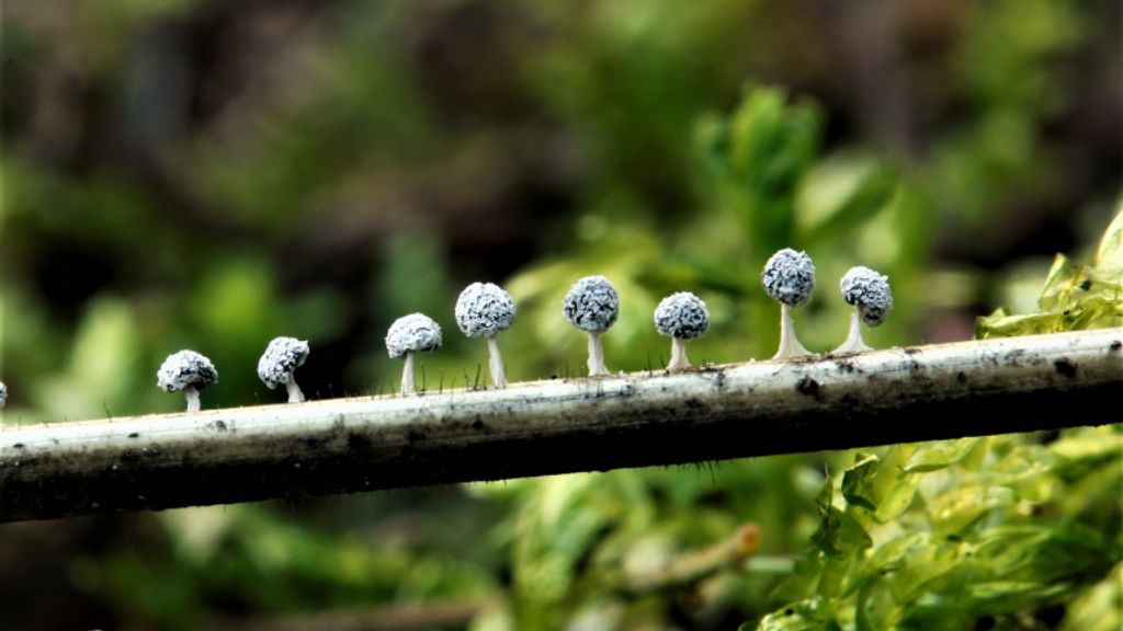 mixomicetes