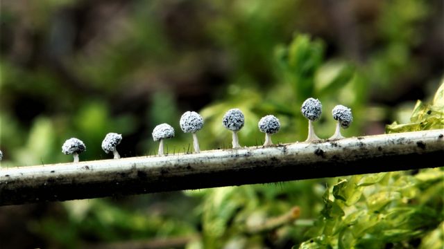 mixomicetes mixomicetes