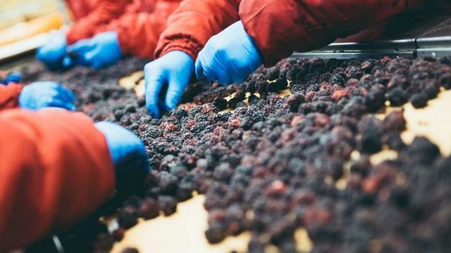 la-industria-fruticola-de-chile-pasa-por-un-ano-dificil-1024x768 la-industria-fruticola-de-chile-pasa-por-un-ano-dificil-1024x768