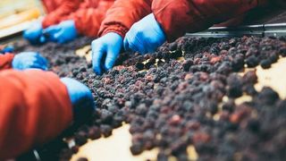 la-industria-fruticola-de-chile-pasa-por-un-ano-dificil-1024x768 la-industria-fruticola-de-chile-pasa-por-un-ano-dificil-1024x768