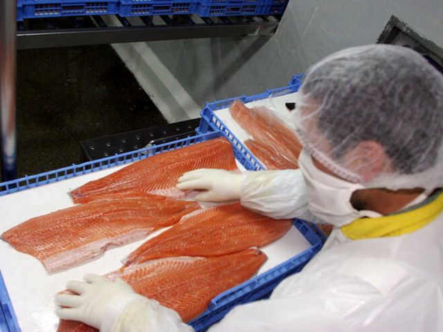 chilenosalmon