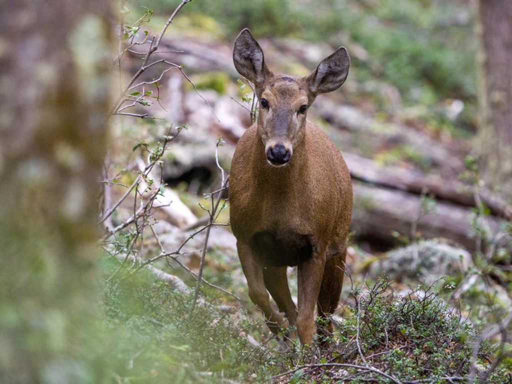 Foto huemul Foto huemul
