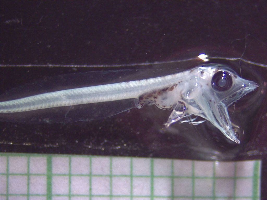 Larva pez hielo 1  (foto de Mauricio Landaeta y Tamara Segovia) 08