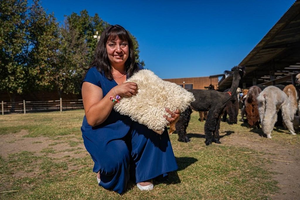 INDAP Celebra Día Internacional Artesano 2025 en Llay Llay (1) INDAP Celebra Día Internacional Artesano 2025 en Llay Llay (1)