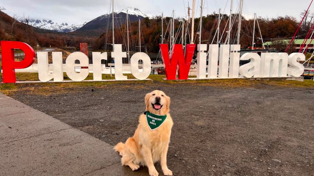 golfo perrito antidroga 2