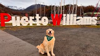 golfo perrito antidroga 2