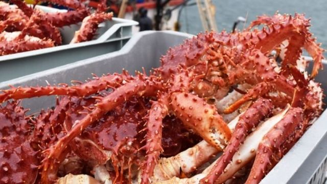 centollacentollon centollacentollon