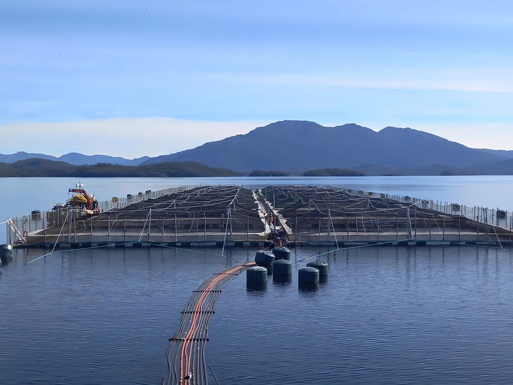 salmonmagallanes