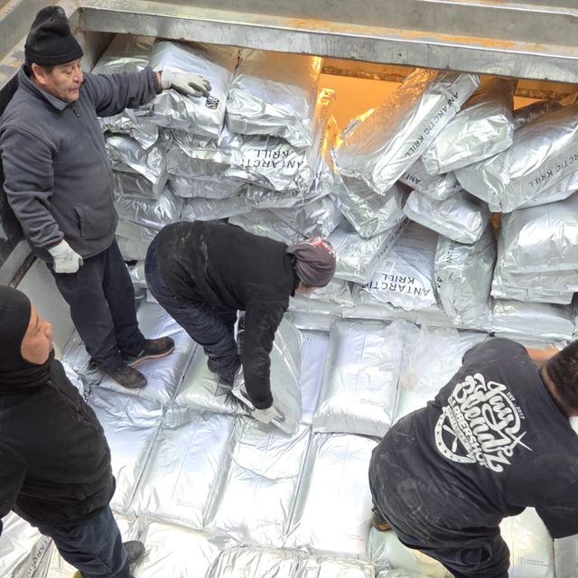 krill_1magallanes krill_1magallanes