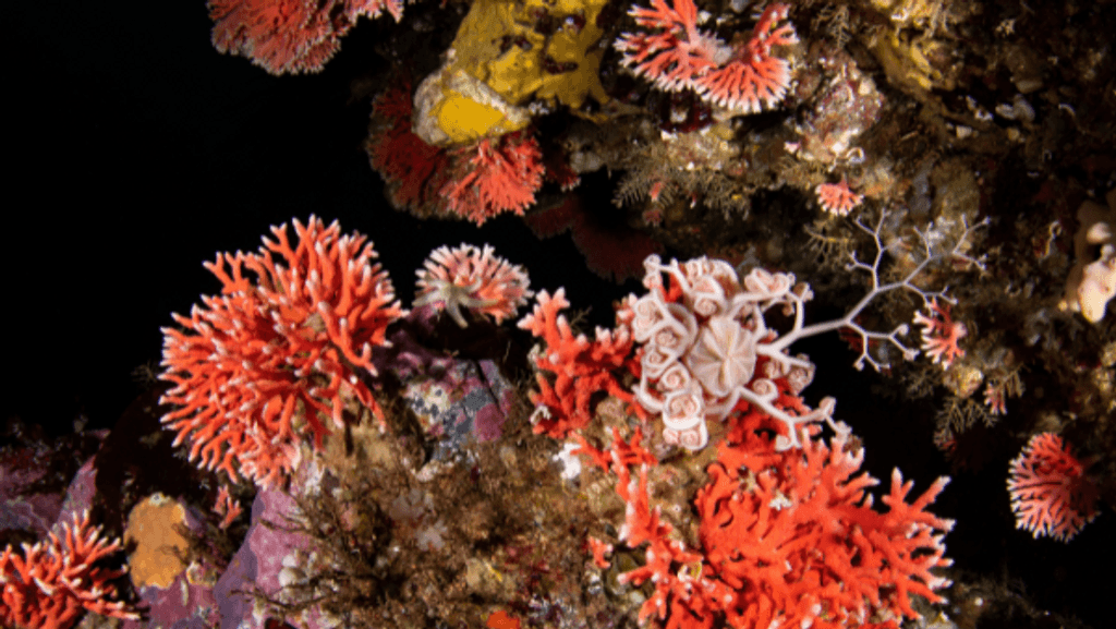 hidrocoral29174 hidrocoral29174