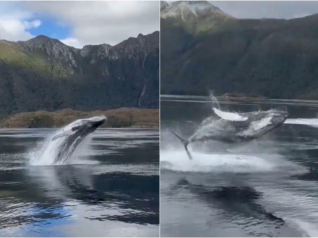 ballenasmagallanes ballenasmagallanes