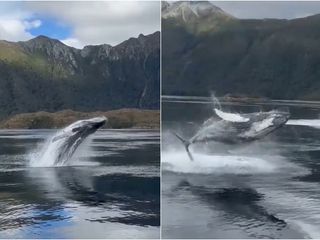 ballenasmagallanes ballenasmagallanes