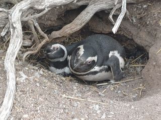 pinguinosdiegocanut pinguinosdiegocanut