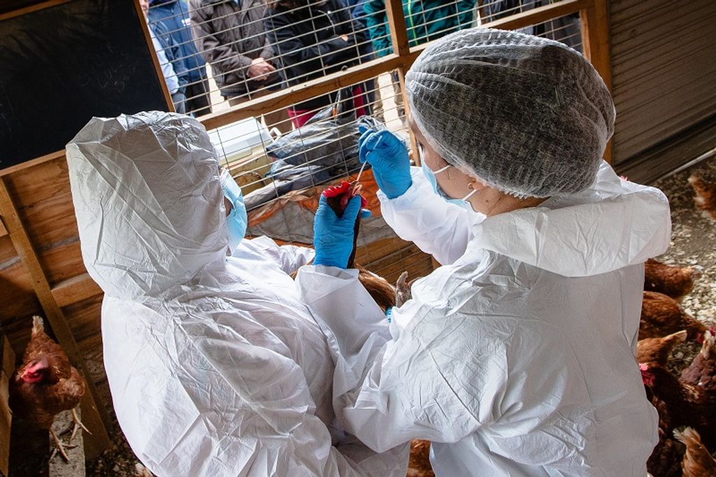 Minagri-Refuerza-Medidas-Bioseguridad-Contra-Influenza-Aviar (4) Minagri-Refuerza-Medidas-Bioseguridad-Contra-Influenza-Aviar (4)
