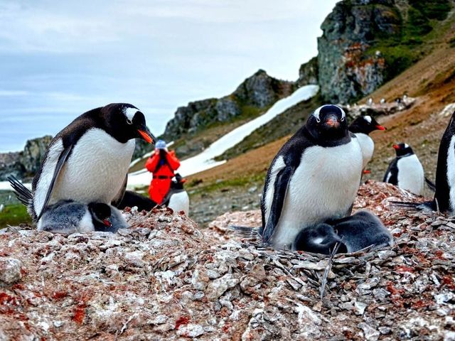 lo-que-oyen-los-pinguinos-asi-afecta-el-ruido-humano-a-la-fauna-antartica-1750768377247_1024 lo-que-oyen-los-pinguinos-asi-afecta-el-ruido-humano-a-la-fauna-antartica-1750768377247_1024