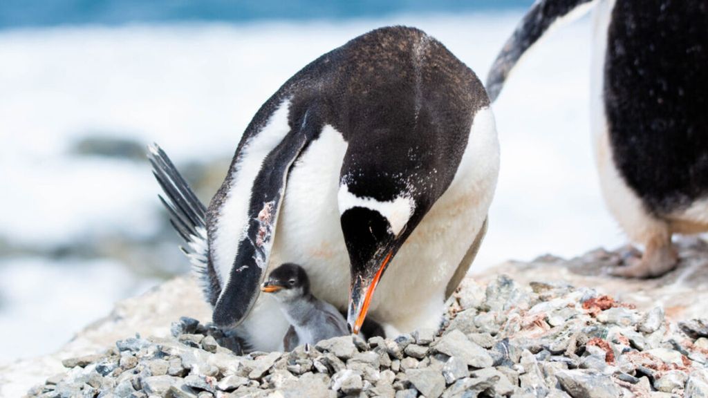 20-181049_1mwk_pinguino-3-1200x648