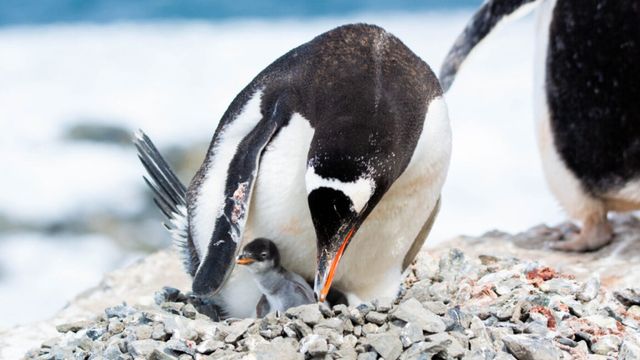 20-181049_1mwk_pinguino-3-1200x648