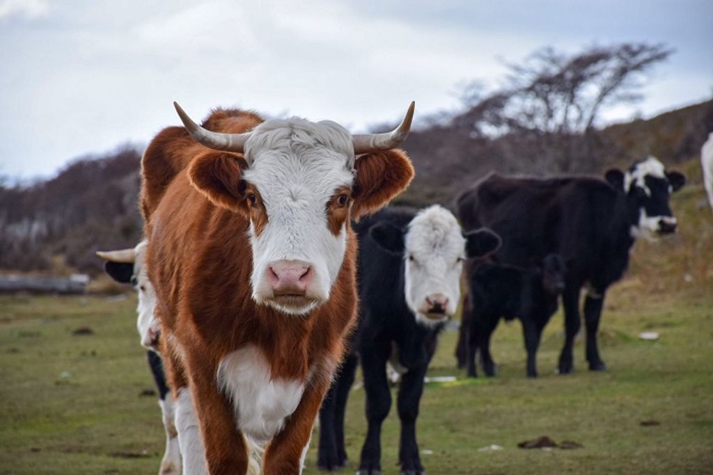 PHOTO-2025-07-04-16-30-26 PHOTO-2025-07-04-16-30-26