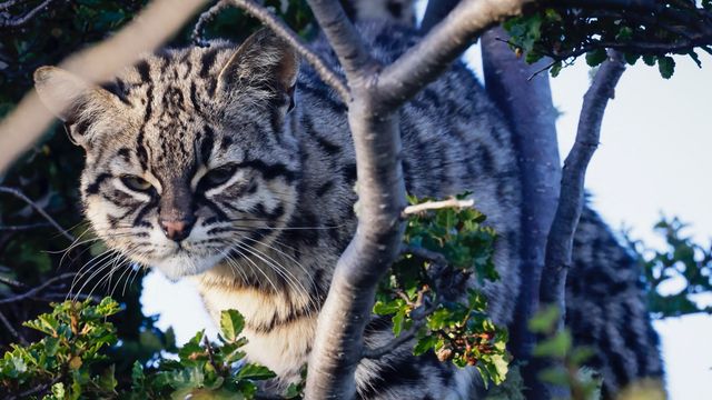 madre y su cachorro de Gato Geoffroy (Leopardus geoffroyi)