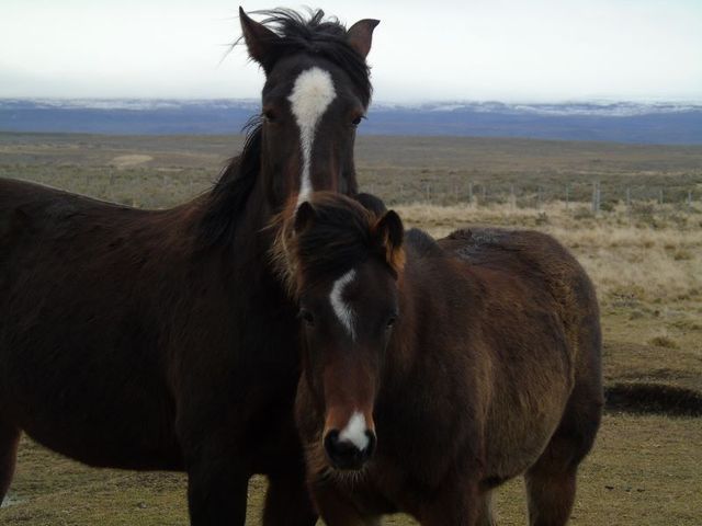 Caballos 1