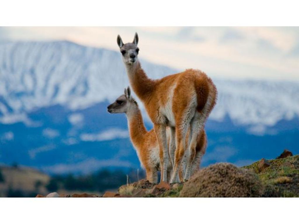 CARNE DE GUANACO: BAJA EN GRASA Y EN COLESTEROL