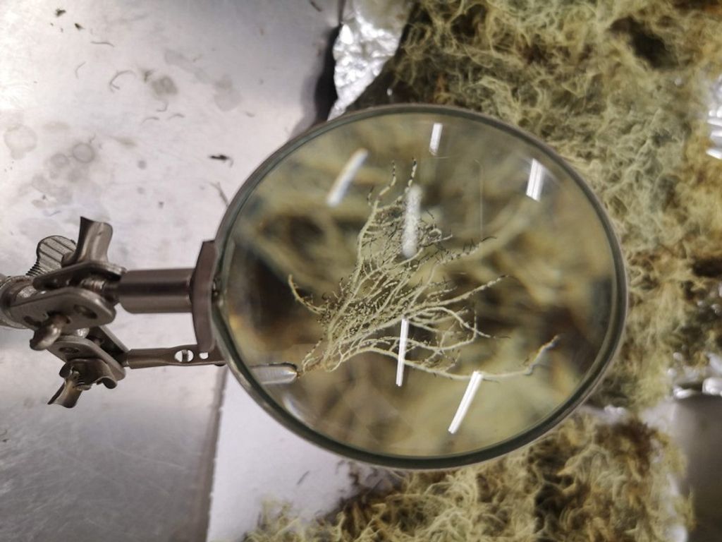 1758-liquenes-antartica 1758-liquenes-antartica