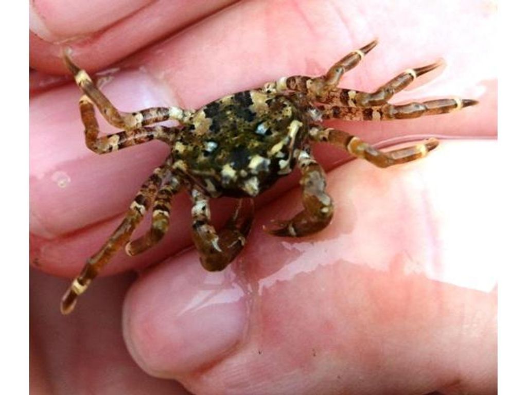 INVESTIGADORES DESCUBREN LOS SECRETOS Y POSIBLES PELIGROS DEL CANGREJO MÁS AUSTRAL DEL MUNDO