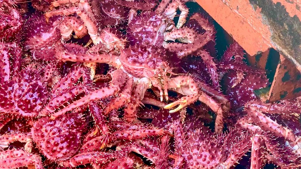 2025-09-23-temática-centolla