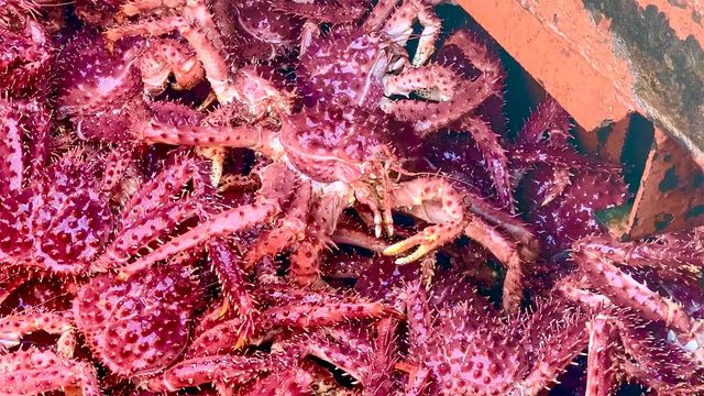 2025-09-23-temática-centolla