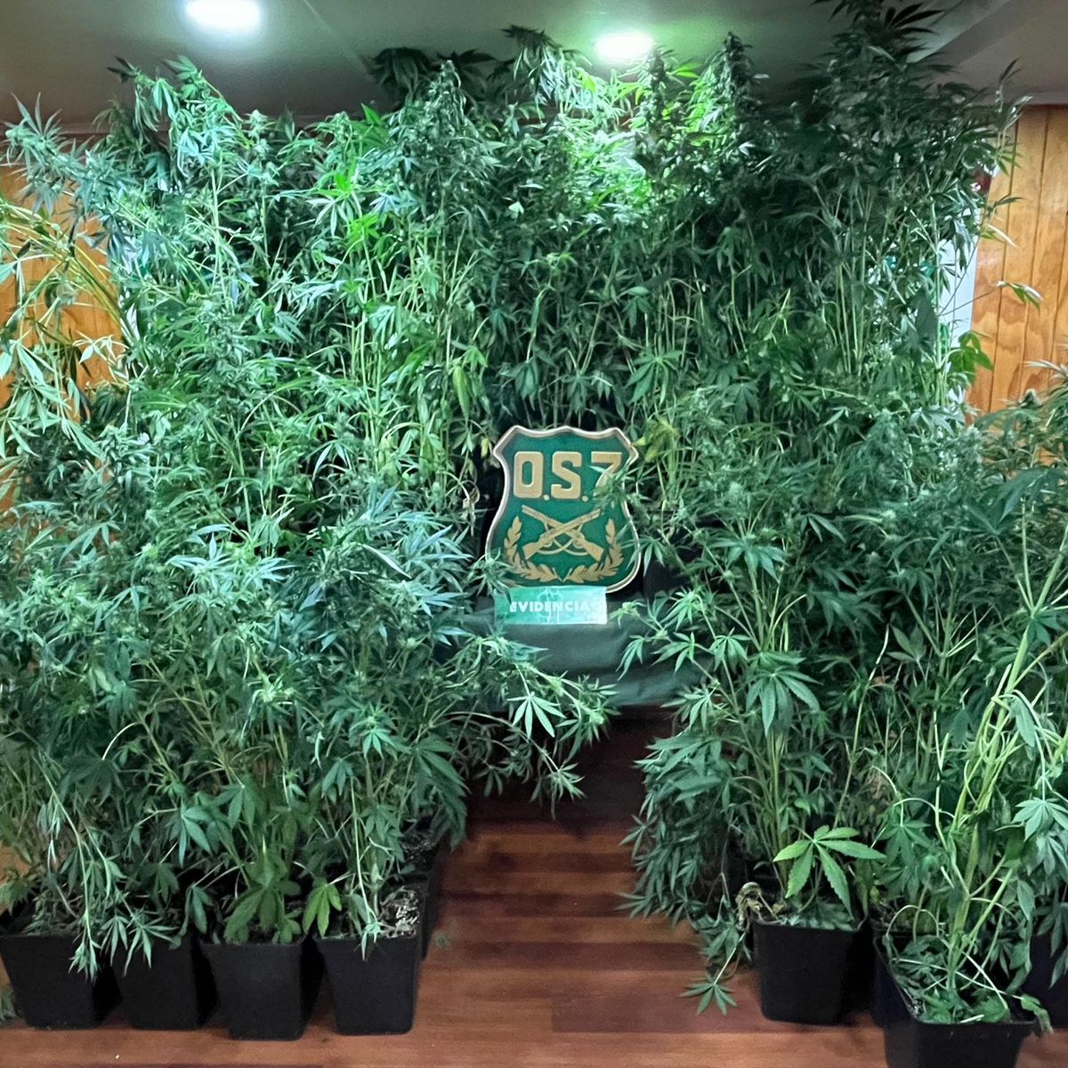 marihuanapuq marihuanapuq