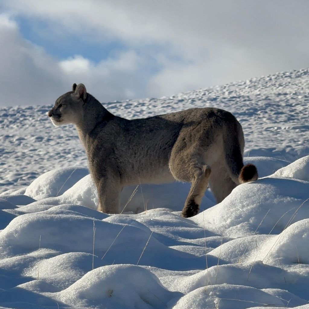 Puma Explora 2 Puma Explora 2