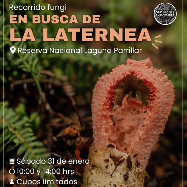 lalaternea