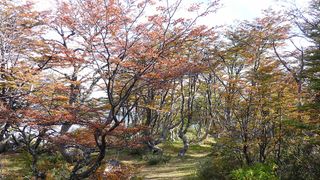 Bosques Nativos Bosques Nativos
