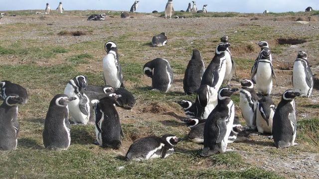 Monumento-Natural-Los-Pingüinos-CONAF-740x430