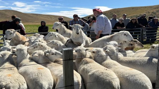 corfoganaderiamagallanes