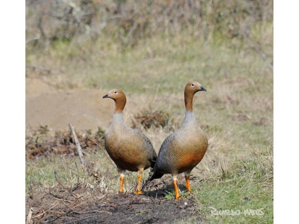 APROBADA CREACIÓN DE MONUMENTO
NATURAL CANQUÉN COLORADO